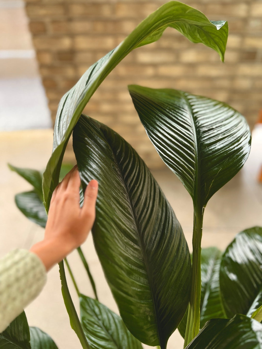 Spathiphyllum "Sensation" (XL) 120cm